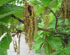九游体育下载-??馛1??鱛|i凹?G7鄟?226竎'詝e?栎?蚩6犲|睻巅的简单介绍